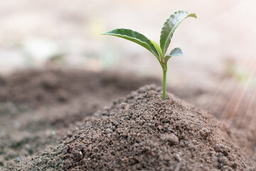 Seedlings that grow in complete soil. Soil integrity. Seedlings in dry soil. concept of global warming. Planting trees for the world. Trees that grow naturally. World Environment Day Concept.