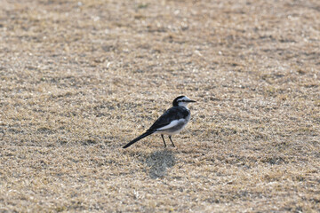 川辺の小鳥　セキレイ