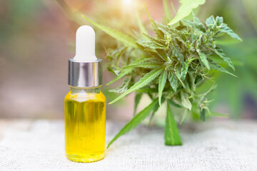 The hemp oil and the hemp plant are on the table. Medical concept Alternative medicine, CBD oil, pharmaceutical and therapeutic industries Natural medicinal herbs.