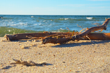 Wood on the beach. 