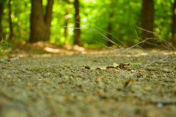 Forest litter  © Szymon