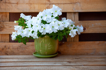 White petunia flowers. Petunias in a pot on a wooden background. Many infusion buds. Summer balcony flower
