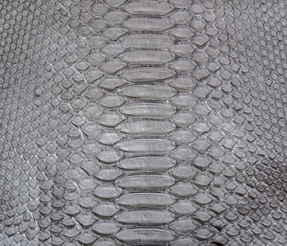 Grey snake skin background, close-up texture picture