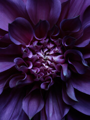 Macro of purple dahlia. Abstract floral macro photography