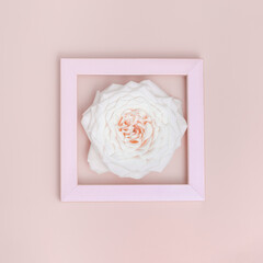 One beautiful white rose flower in frame on pastel pink background. Minimal monochrome greeting card