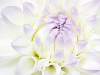 Fototapeta premium Macro shot of white dahlia flower
