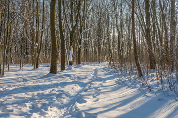 Sunny day in the frosty forest in the winter season. Landscape with forest and perfect sunlight with snow and clean sky. Beatuful contrast of snow shapes and shadows