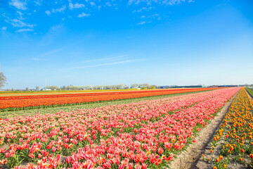 Spring tulip field. Bright colorful spring flowers tulips.