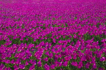 Fototapeta premium Spring tulip field. Bright colorful spring flowers tulips.