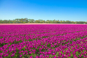 Spring tulip field. Bright colorful spring flowers tulips.