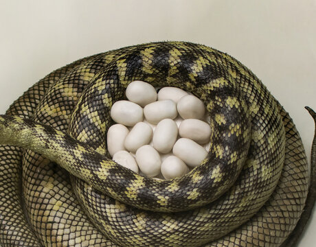 Carpet python eggs, python nest, Morelia spilota
