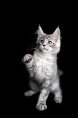 Fototapeta na wymiar beautiful silver tabby maine coon kitten playing raising paw on black background