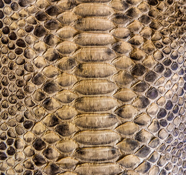 Brown snake skin background, close-up texture picture