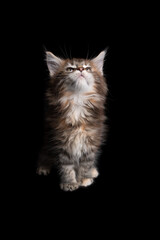 cute calico maine coon kitten sitting looking up on black background