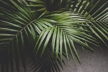 close-up of palm leaves from a plants in pots indoor by the window shot at shallow depth of field
