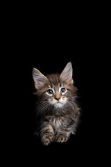 cute and curious maine coon kitten looking at camera isolated on black background