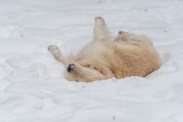 White Golden Retriever in the Snow in Latvia