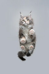 bottom view of beautiful calico maine coon kitten resting on glass table with copy space looking curiously