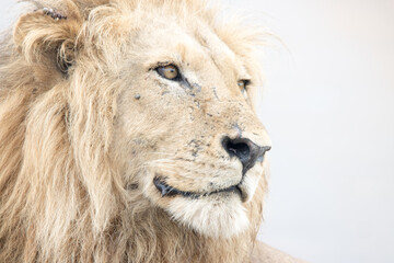 Kruger National Park: portrait of a male lion