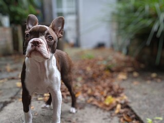 Boston Terrier Puppy in garden