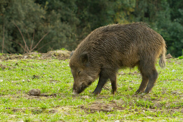Wild boar (Sus scrofa), mammal eating fresh grass in the meadow with green background