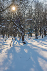 Sunny day in the frosty forest in the winter season. Landscape with forest and perfect sunlight with snow and clean sky. Beatuful contrast of snow shapes and shadows