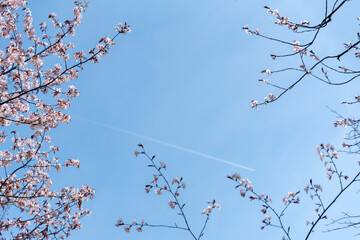 桜の木の枝と飛行機雲