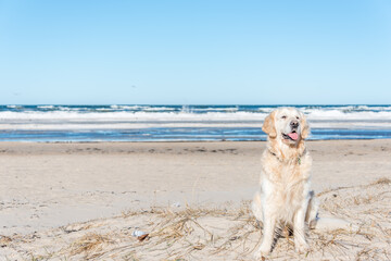 White Golden Retriever on a Frozen Beach in Latvia