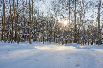 Sunny day in the frosty forest in the winter season. Landscape with forest and perfect sunlight with snow and clean sky. Beatuful contrast of snow shapes and shadows
