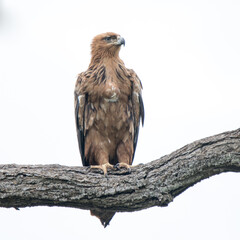 Kruger National Park:  Tawny eagle
