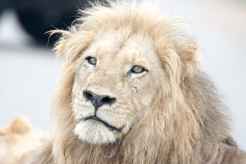 Kruger National Park: portrait of a male lion