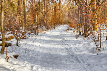 Fototapeta premium Snowy path into several trees in a forest