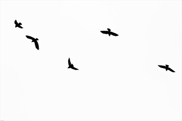 Ausflug von Dohlen - Die wendigen, schnellen, Flugakrobaten lieben die  Gemeinschaft, weshalb sie meist gemeinsam ausfliegen und gemeinsam zurückkehren.