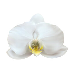 Fototapeta na wymiar Realistic 3d orchid flower isolated on white. Vector Illustration