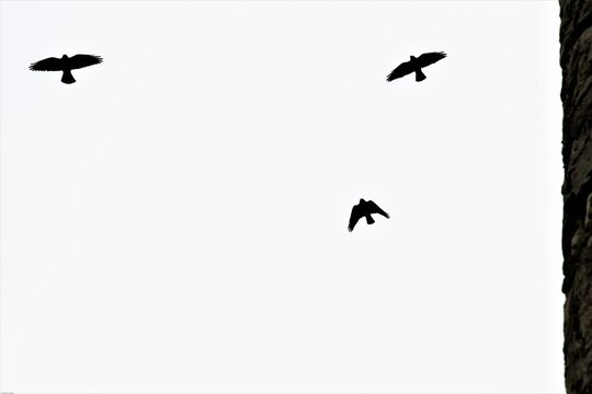 Drei Dohlen im Flug gegen einen bedeckten Himmel - Die wendigen und intelligenten V&ouml;gel unterstehen dem Natur- und Vogelschutz, da sie vom Aussterben bedroht sind.