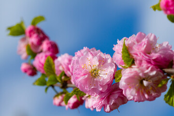 Pink sakura flowers