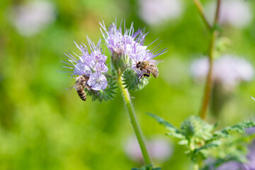 Blooming honey phacelia flowers and bees