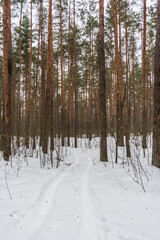 Fototapeta premium Snowy Path in a Pine Forest in Northern Europe