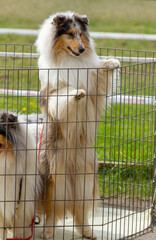 Scottish Collie dog