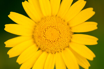 Fototapeta premium Yellow daisy flowers (Euryops pectinatus) in an rural garden
