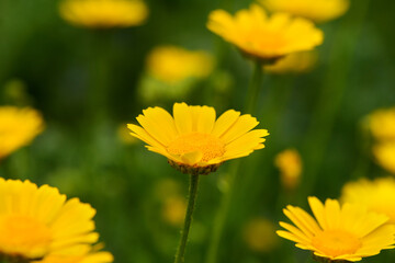 Yellow daisy flowers (Euryops pectinatus) in an rural garden