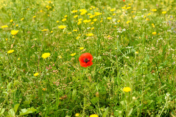 A poppy in a grass field, loneliness and power