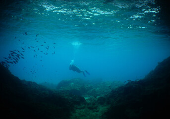 Naklejka na ściany i meble underwater scuba divers . caribbean sea Curacao