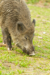 Wil boar ( Sus scrofa), winter-fur mammal eating grass in the meadow