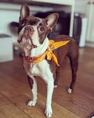 Boston Terrier puppy with yellow bandana
