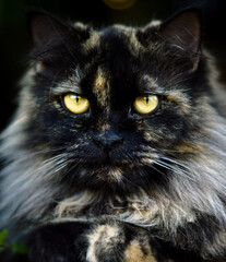 The Portrait of a Colored Persian Cats