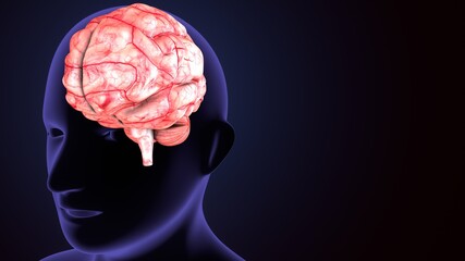 3d illustration  human body brain anatomy.