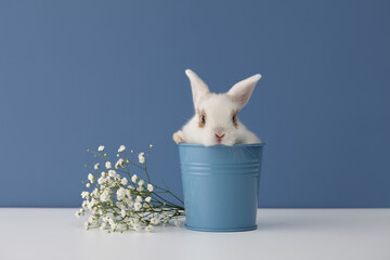 Baby rabbit in flower pot on blue background. Spring Easter concept.
