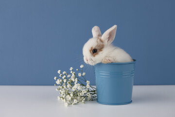 Baby rabbit in flower pot on blue background. Spring Easter concept.