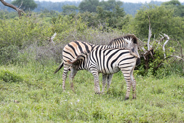 Kruger National Park: zebra foal drinking from mother